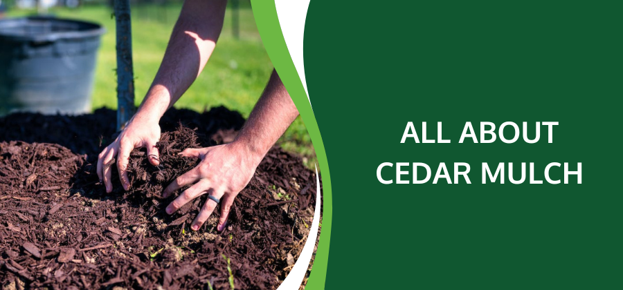 Pros & Cons Of Cedar Mulch – Top Facts
