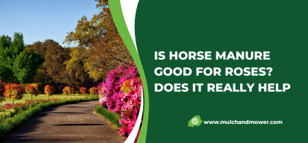 Horse Manure Good For Roses? Complete Guide