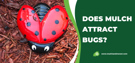 Does Mulch Attract Bugs?