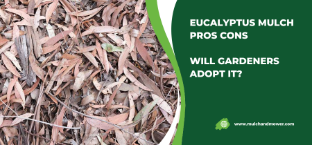 Eucalyptus Mulch Pros Cons – Really Helpful Guide For Gardeners